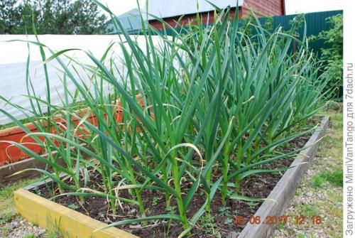 Какие растения лучше всего выращивать с помощью уплотненных посадок. Плодосмен, совмещённые посевы и уплотнённые культуры –, какие для них возможности на маленьком огороде