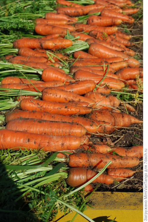 Какие растения лучше всего выращивать с помощью уплотненных посадок. Плодосмен, совмещённые посевы и уплотнённые культуры –, какие для них возможности на маленьком огороде