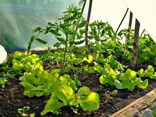 Какие преимущества имеют уплотненные посадки в теплице. Как подобрать удачных соседей