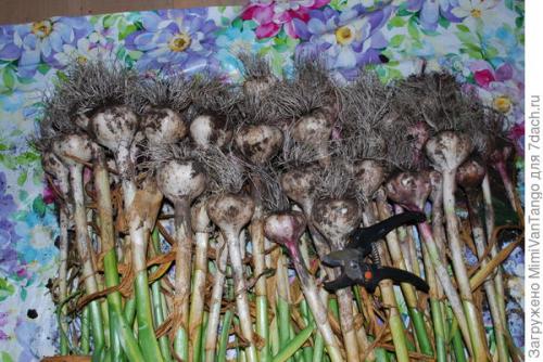 Какие растения лучше всего выращивать с помощью уплотненных посадок. Плодосмен, совмещённые посевы и уплотнённые культуры –, какие для них возможности на маленьком огороде