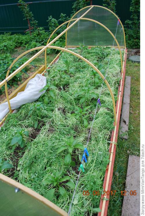 Какие растения лучше всего выращивать с помощью уплотненных посадок. Плодосмен, совмещённые посевы и уплотнённые культуры –, какие для них возможности на маленьком огороде