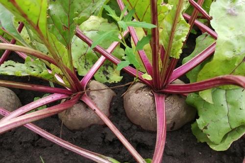 Какие растения можно выращивать на грядках вместе с цветной капустой. Соседи цветной капусты, с чем можно сажать рядом