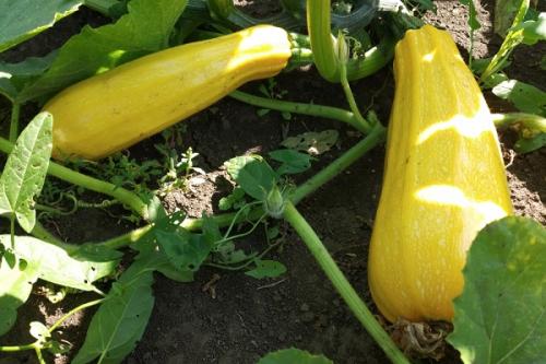 Какие растения можно выращивать на грядках вместе с цветной капустой. Соседи цветной капусты, с чем можно сажать рядом