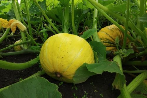 Какие растения можно выращивать на грядках вместе с цветной капустой. Соседи цветной капусты, с чем можно сажать рядом