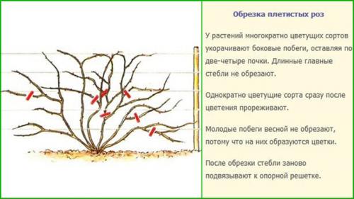 Как обрезать розы к зиме. Как обрезать розы разных сортов