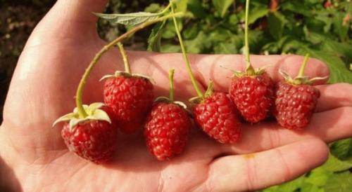 Малина ранняя сорта. Традиционные сорта малины 04 Малина ранняя сорта. Традиционные сорта малины 04