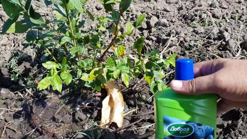 Голубика посадка и уход в Подмосковье. Уход за голубикой в Подмосковье