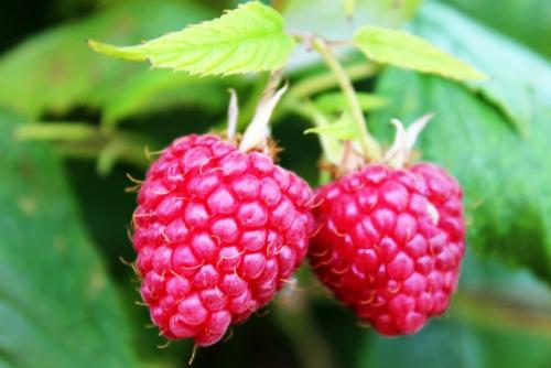 Ультра-ранняя малина. Ремонтантные сорта малины на 2021 год