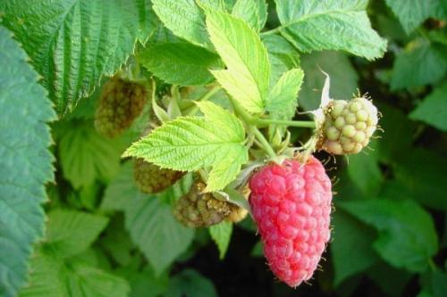 Ультраранние сорта малины. Лучшие сорта малины