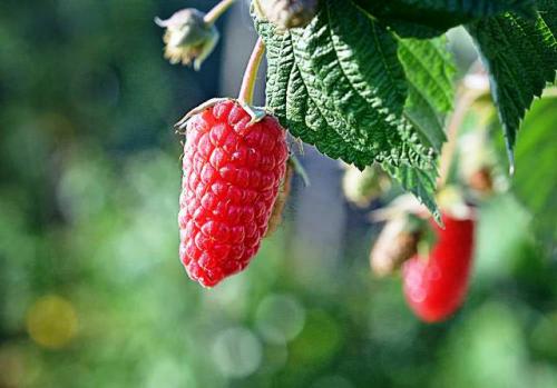 Ультра-ранняя малина. Ремонтантные сорта малины на 2021 год