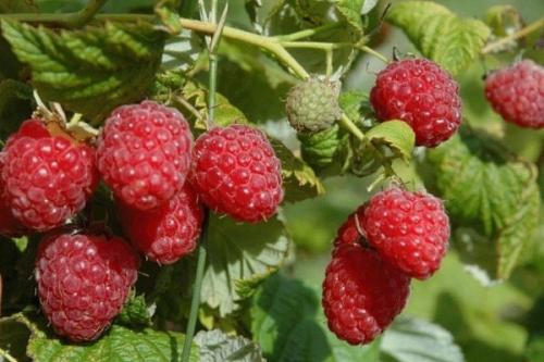 Ультраранние сорта малины. Лучшие сорта малины