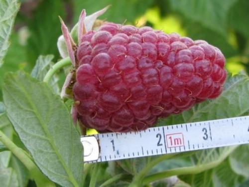 Малина ранняя сорта. Традиционные сорта малины 05 Малина ранняя сорта. Традиционные сорта малины 05