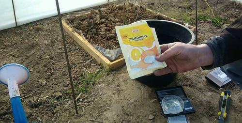 Голубика посадка и уход в Подмосковье. Уход за голубикой в Подмосковье