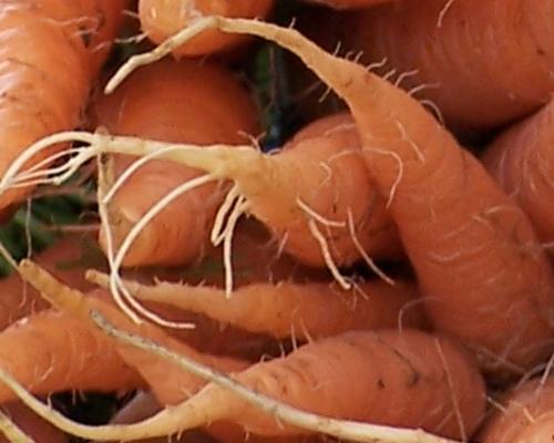 Какие агротехнические мероприятия могут помочь предотвратить появление кожи и рожков на моркови. Неправильный полив