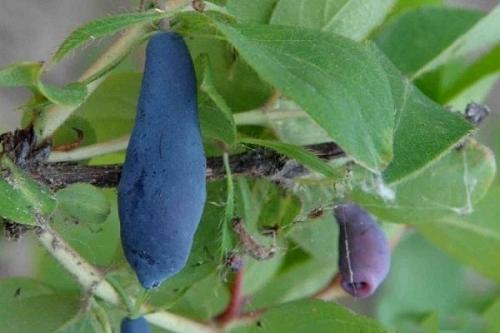 Жимолость сорта пары. Лучшие сорта жимолости на любой вкус