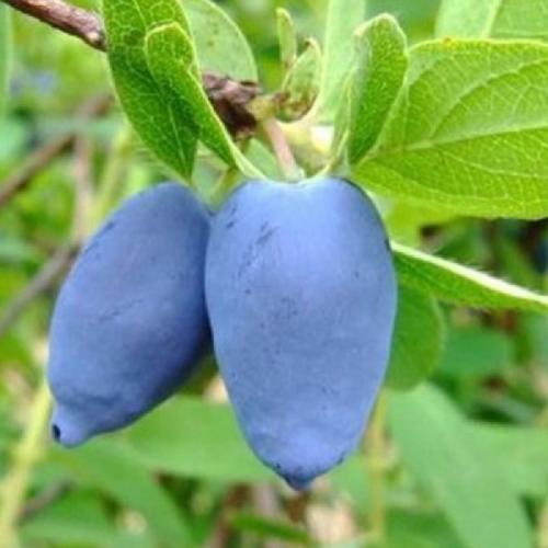 Жимолость сорта-опылители. Лучшие съедобные сорта жимолости