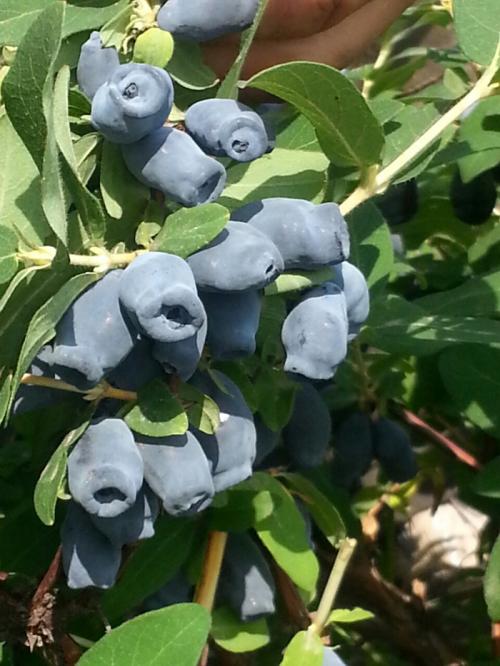 Жимолость сорта-опылители. Лучшие съедобные сорта жимолости