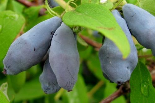 Жимолость сорта пары. Лучшие сорта жимолости на любой вкус