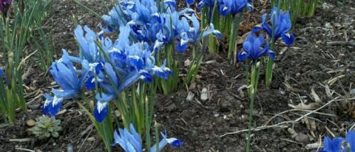 Уход за ирисами после цветения. Как ухаживать за ирисами после цветения, что делать дальше?