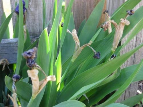 Уход за ирисами после цветения. Как ухаживать за ирисами после цветения, что делать дальше?