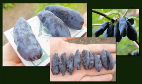 Самые вкусные сорта жимолости. 8 крупных сортов жимолости