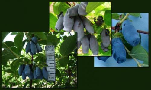 Самые вкусные сорта жимолости. 8 крупных сортов жимолости