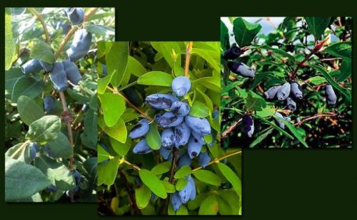 Самые вкусные сорта жимолости. 8 крупных сортов жимолости