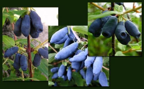 Самые вкусные сорта жимолости. 8 крупных сортов жимолости