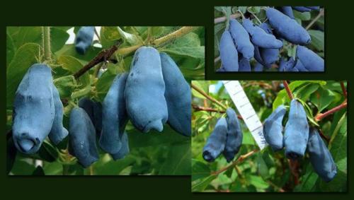 Самые вкусные сорта жимолости. 8 крупных сортов жимолости