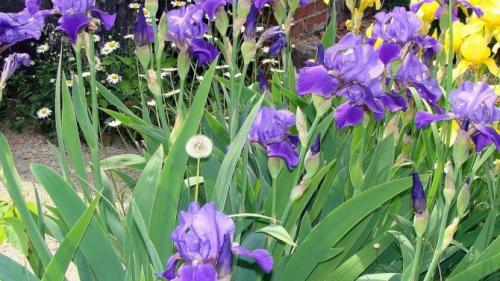 Когда обрезать ирисы в подмосковье. Уход за ирисами после цветения