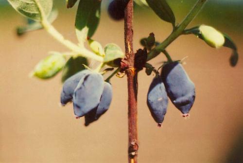 Жимолость сорта-опылители. Лучшие съедобные сорта жимолости