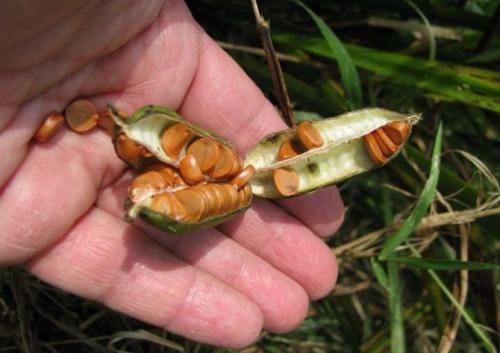 Когда обрезать ирисы в подмосковье. Уход за ирисами после цветения