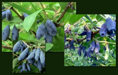 Самые вкусные сорта жимолости. 8 крупных сортов жимолости