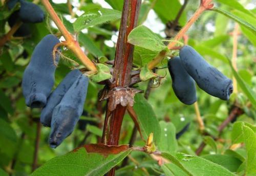 Жимолость сорта-опылители. Лучшие съедобные сорта жимолости