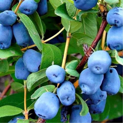 Жимолость сорта-опылители. Лучшие съедобные сорта жимолости