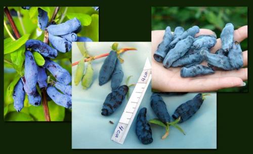 Самые вкусные сорта жимолости. 8 крупных сортов жимолости