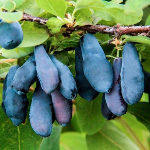 Жимолость сорта-опылители. Лучшие съедобные сорта жимолости