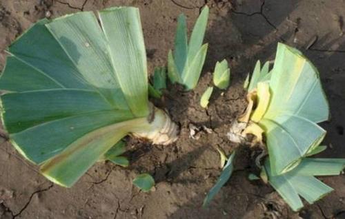 Уход за ирисами после цветения. Как ухаживать за ирисами после цветения, что делать дальше?