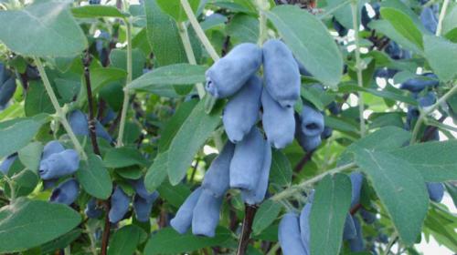 Жимолость сорта-опылители. Лучшие съедобные сорта жимолости