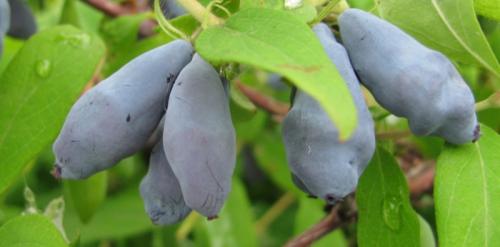 Жимолость сорта-опылители. Лучшие съедобные сорта жимолости