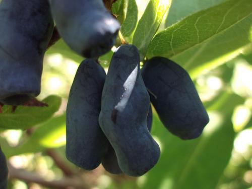 Жимолость сорта-опылители. Лучшие съедобные сорта жимолости