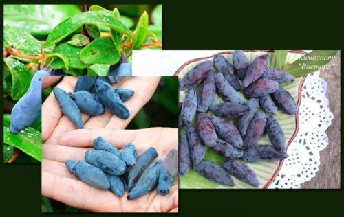 Самые вкусные сорта жимолости. 8 крупных сортов жимолости