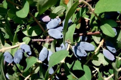 Жимолость сорта пары. Лучшие сорта жимолости на любой вкус