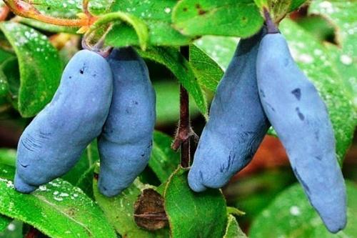 Жимолость сорта пары. Лучшие сорта жимолости на любой вкус