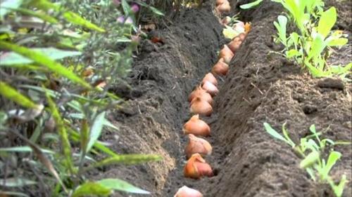 Что сажают под зиму на огороде осенью. Посадка культур под зиму, что лучше посадить осенью на огороде