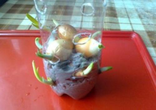 Что можно посадить зимой на подоконнике. Выращивание зелени