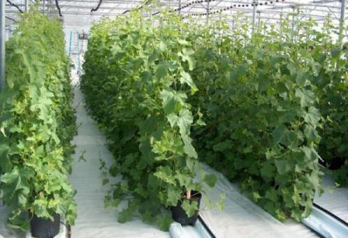 Можно ли сажать огурцы под зиму. Посадка осенних огурцов