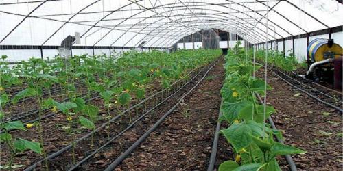 Что можно посадить под зиму на огороде из зеленных культур. Что сажают осенью в саду и огороде