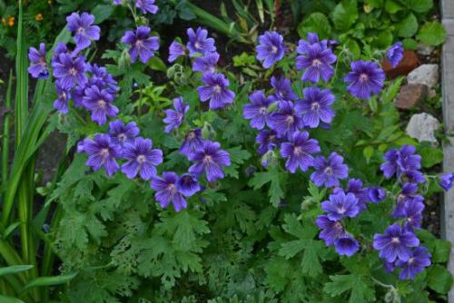 Какие цветы можно сеять под зиму. Многолетники