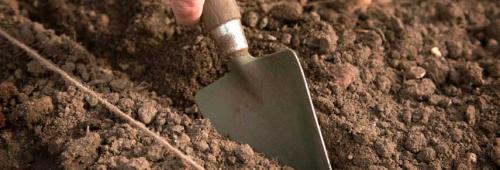 Какие овощи можно сажать под зиму. Как подготовить грядку и посеять овощи под зиму